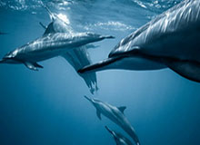 《纪念碑谷3》将迎来免费DLC更新“生命花园”